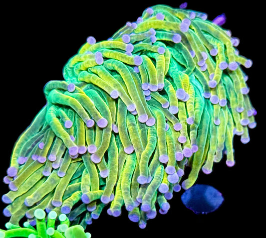 Princess Peach HG Torch - pink tips