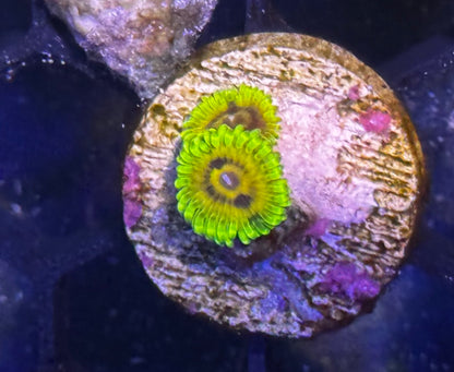 Big Bird with Kermit Zoas - 2 polyps