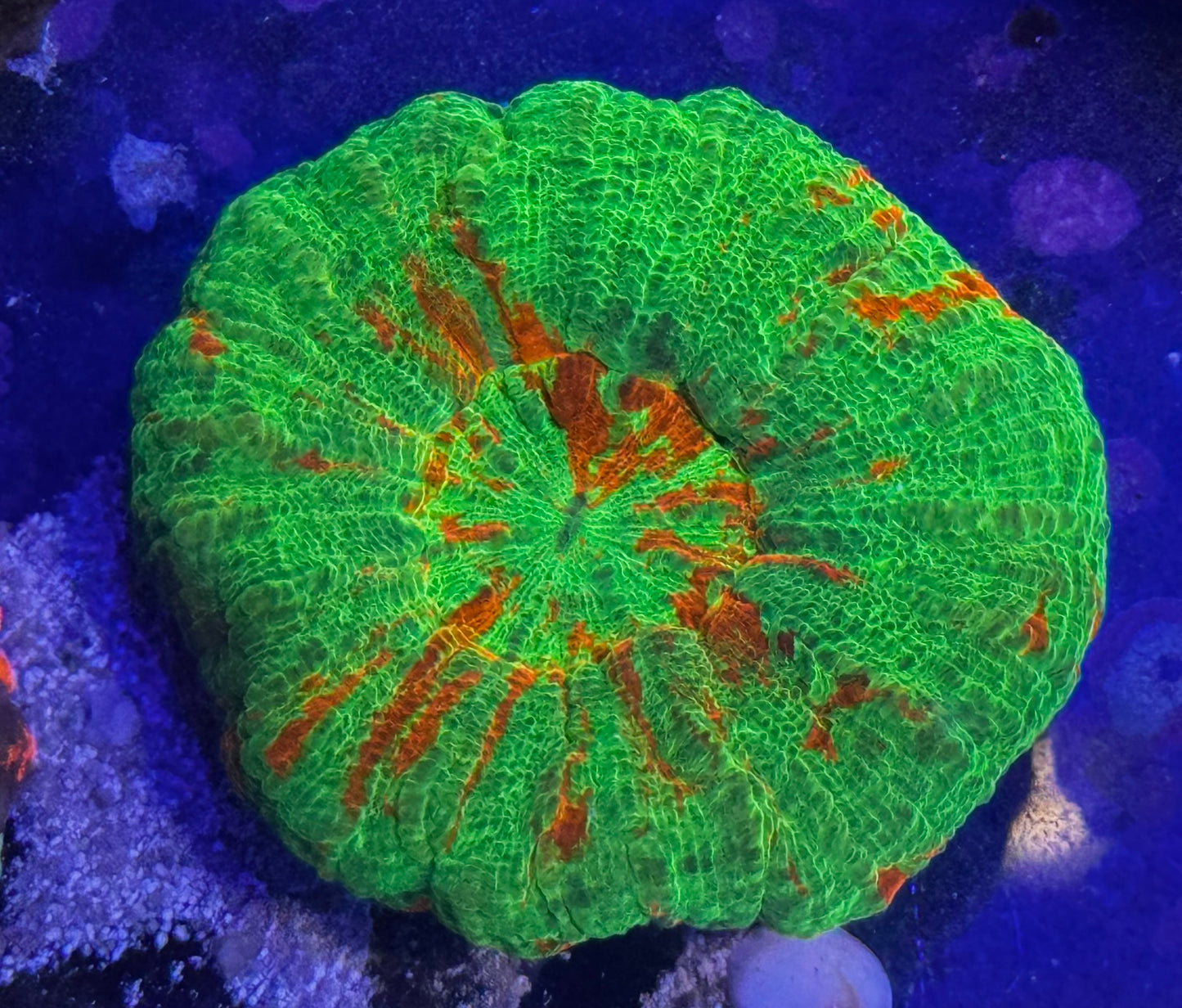 Bleeding Apple Scoly