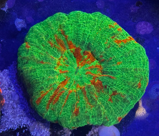 Bleeding Apple Scoly