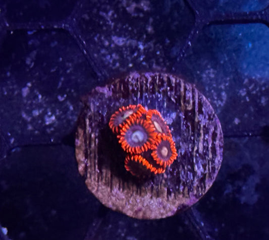 Fire n Ice Zoas