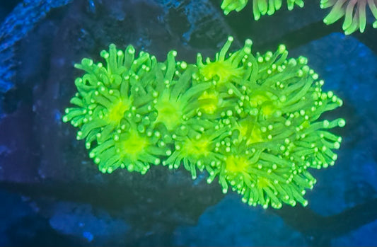 Lemon Lime Goni - small