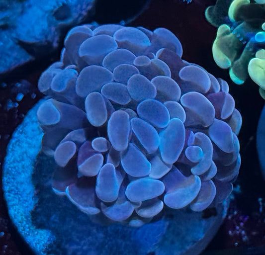 Lavender Rose Hammer