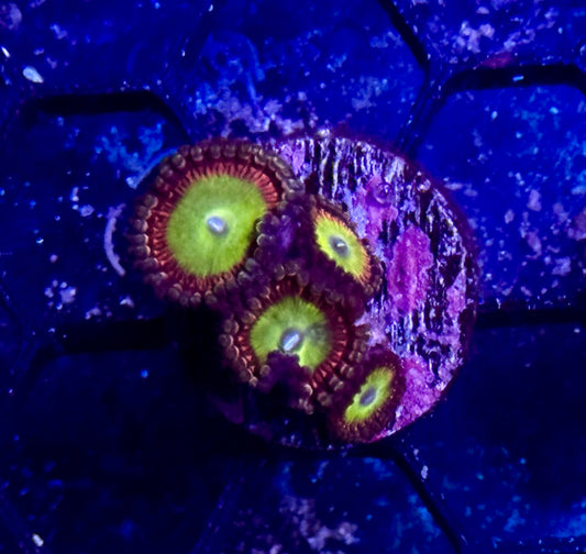 Candy Apple Zoas