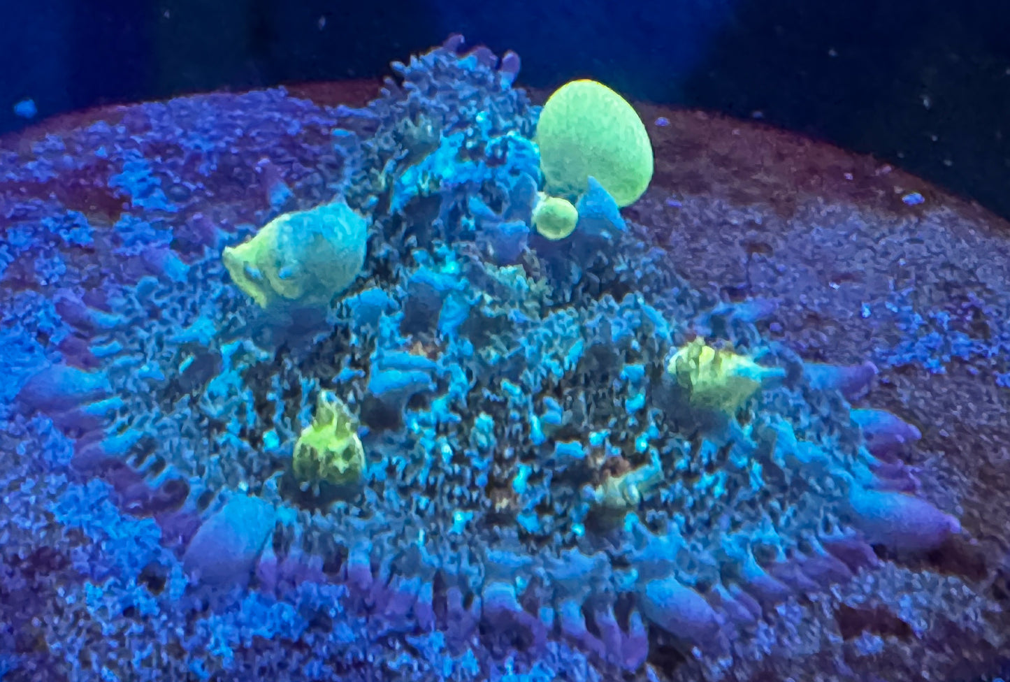 Circus Bounce Mushroom