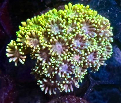 DBC Rainbow Delight Goni