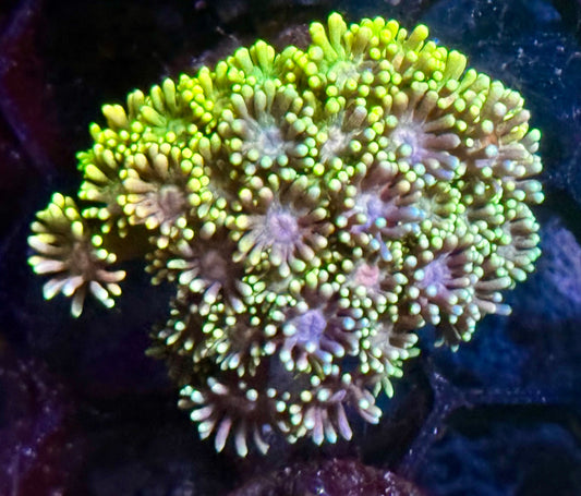 DBC Rainbow Delight Goni