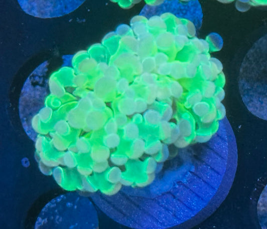 Hologram Hammer