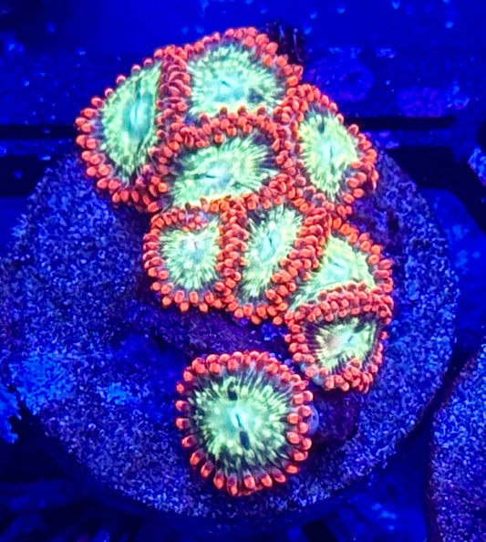 Fireball zoas