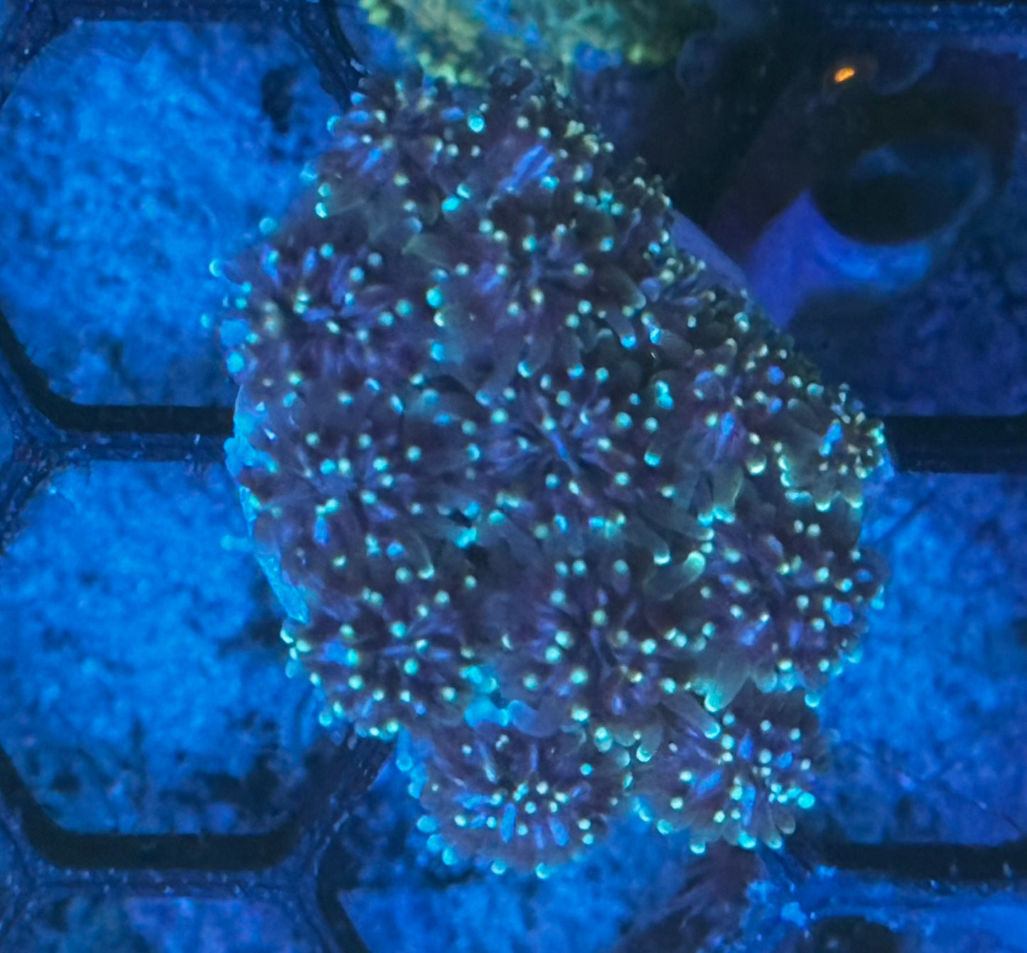 Twinkle Twinkle Galaxea