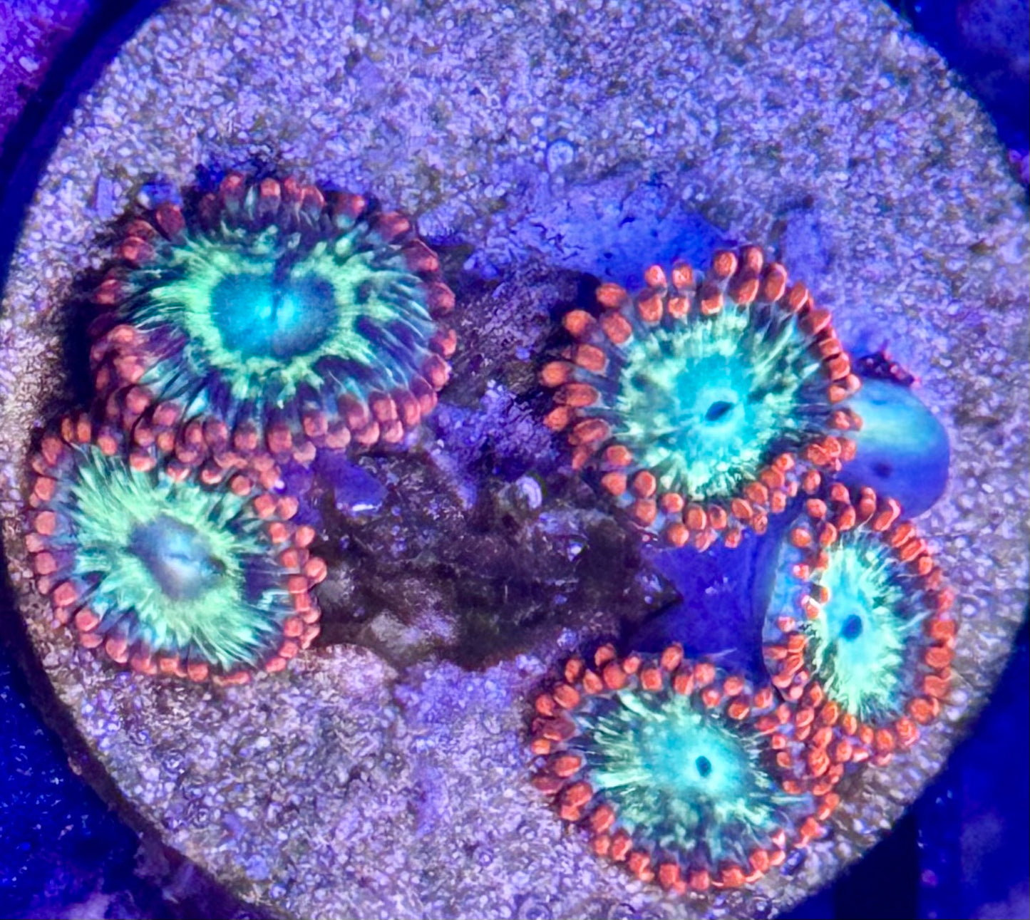 Fireball zoas