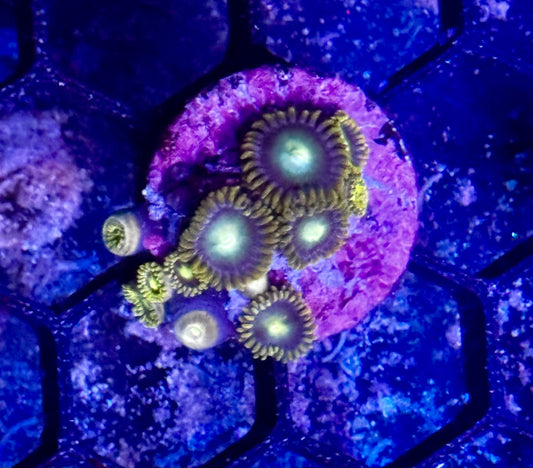 Combo Zoas