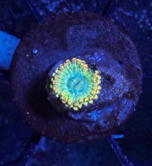 Rainbow Rhino zoa w/ baby