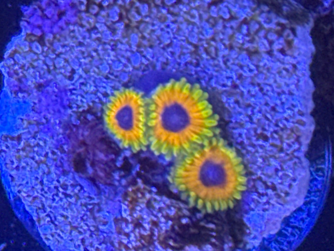 Great Owl Zoas
