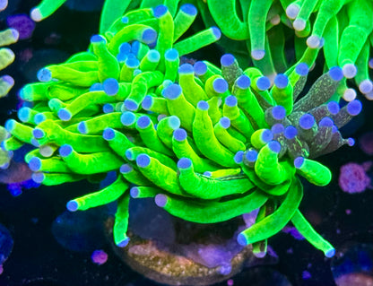 Glitter Graft Holy Grail Torch - 2 heads