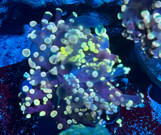 Tumbleweed Frogspawn