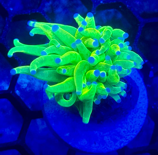 Early Black Friday HG Deal