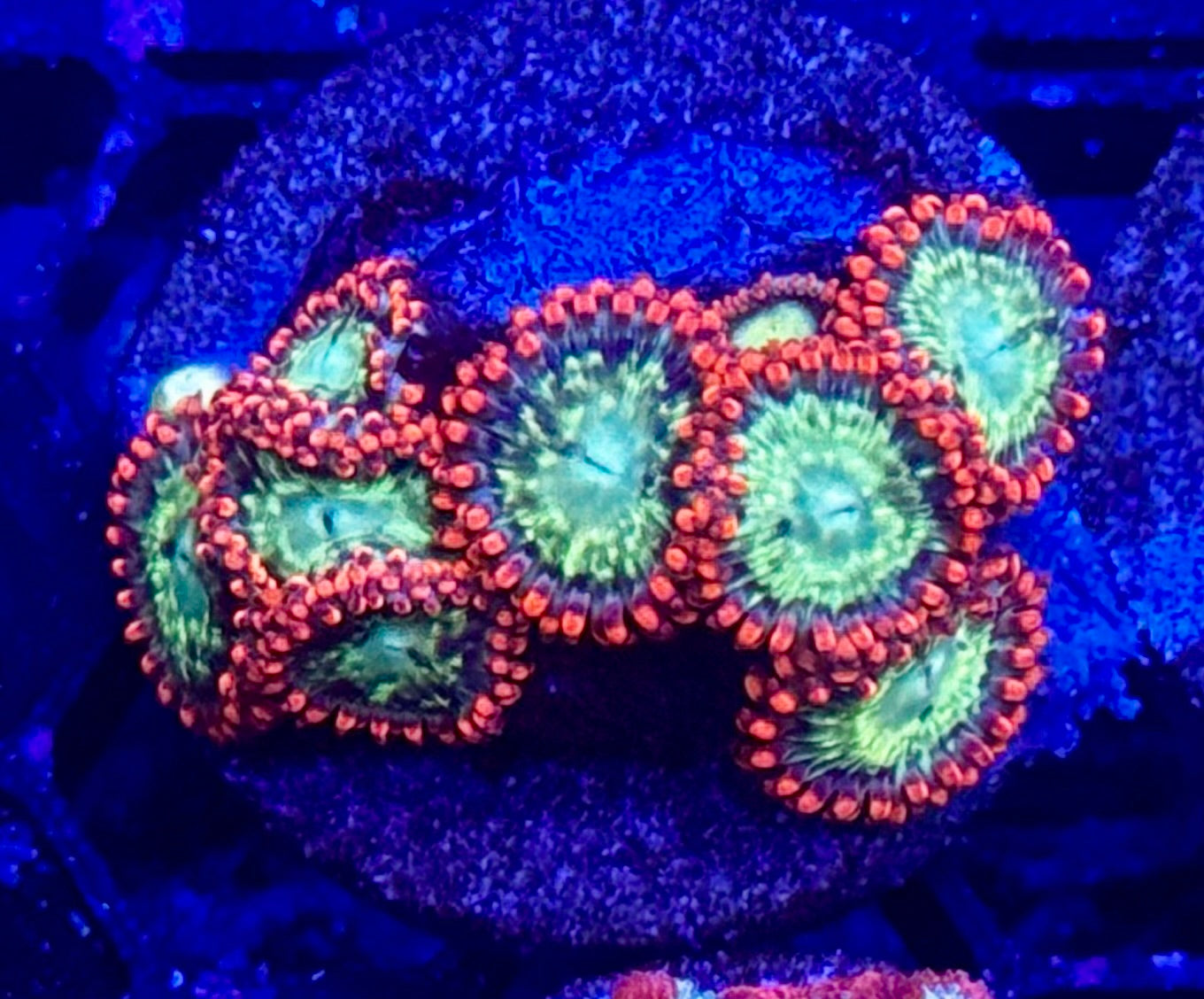 Fireball Zoas