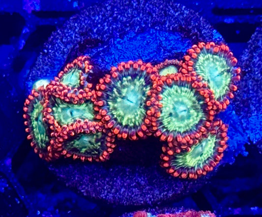 Fireball Zoas
