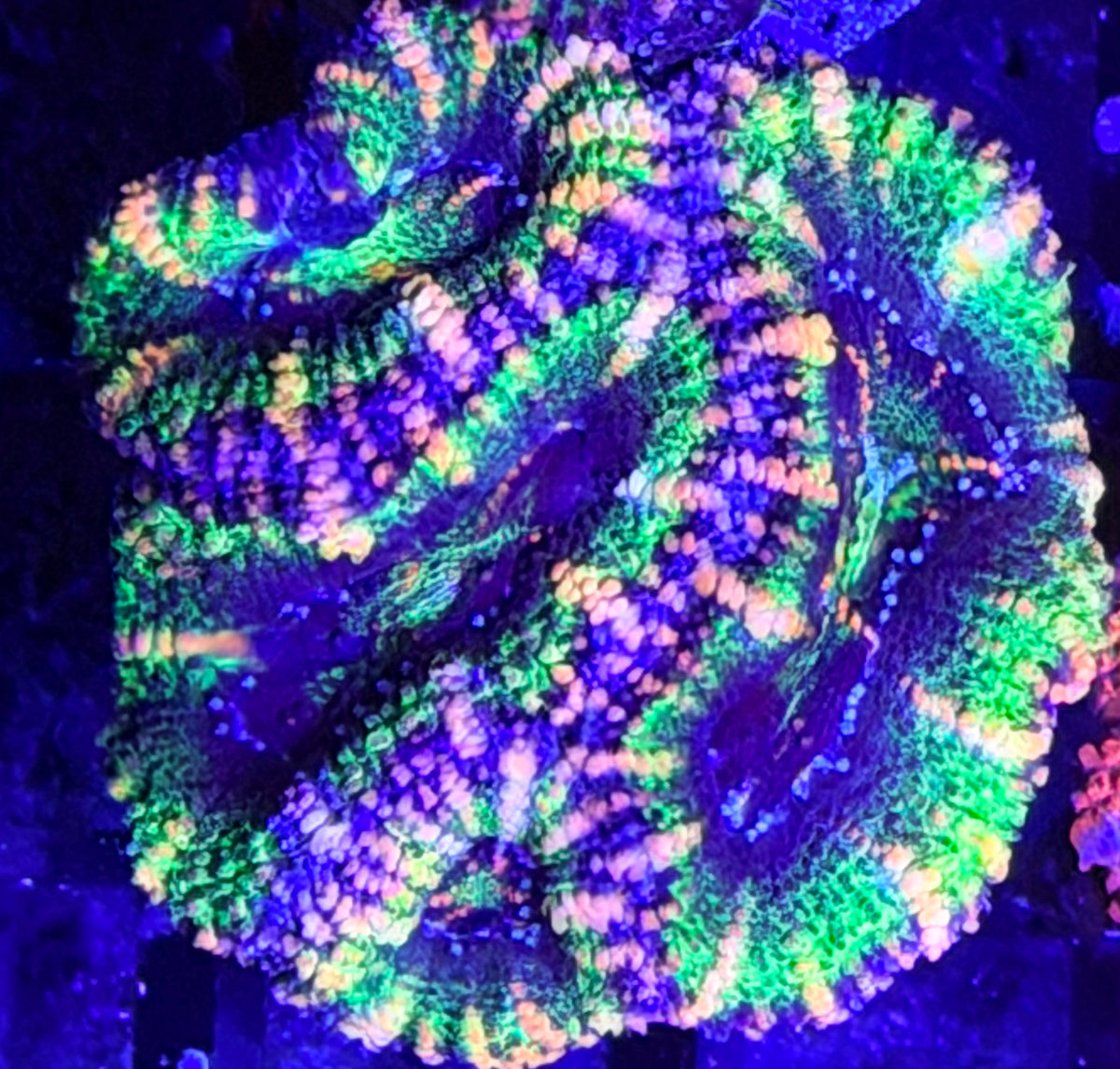 DBC Purple Skittles acan