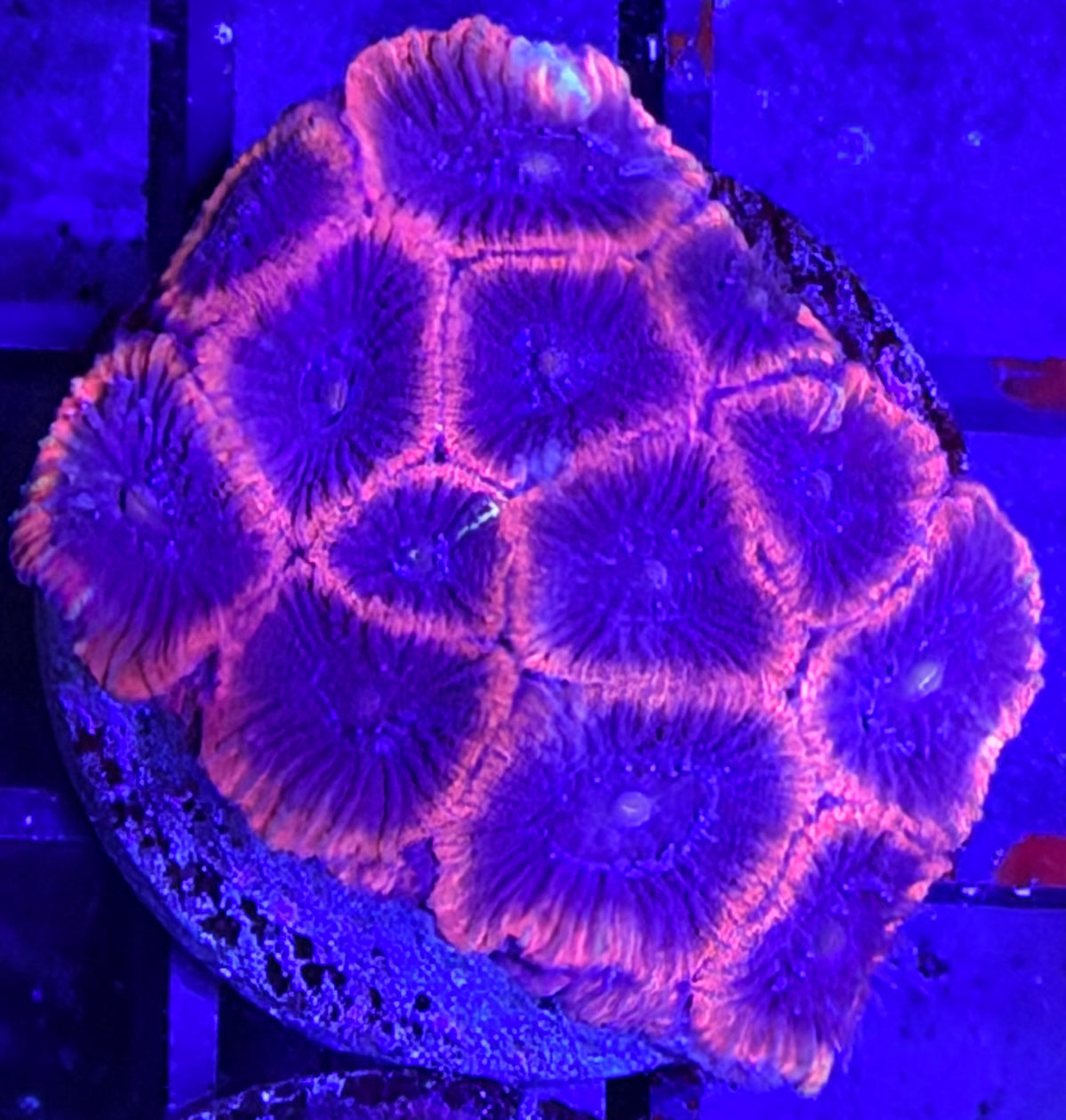 Encruster coral