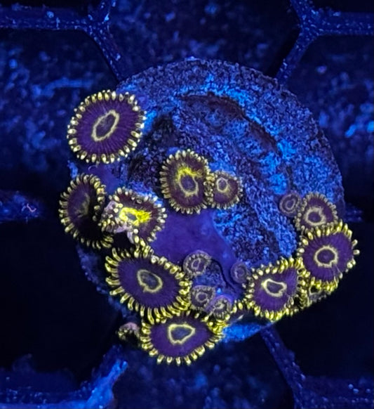 Yellow Hornet zoas