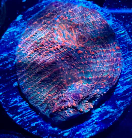 Time Traveler Convict Chalice