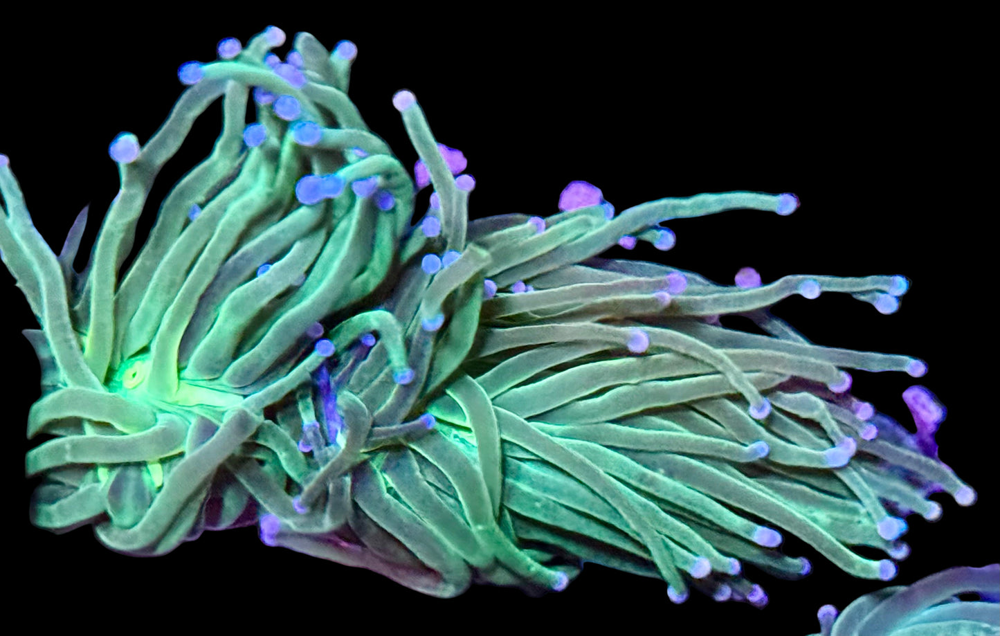 Mean Green Torch - 2 heads