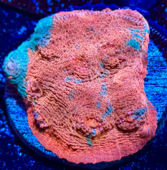 Orange Crush Chalice