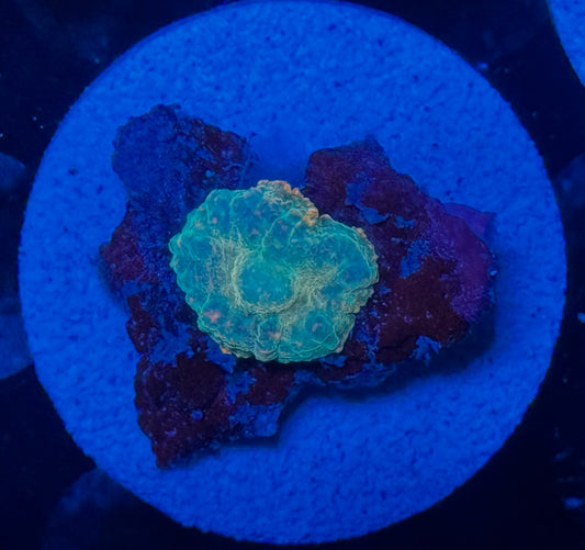 Oil Slick Mushroom