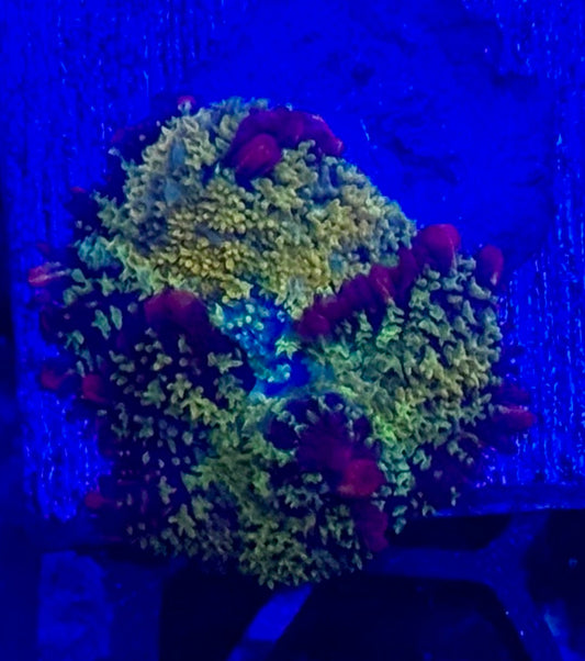 Golden Gonzo mushroom