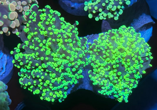 2 head Kermit Frogspawn