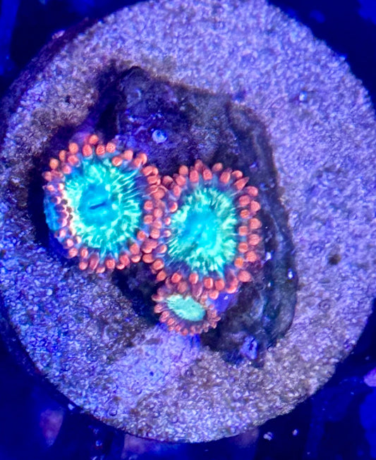 Fireball zoas