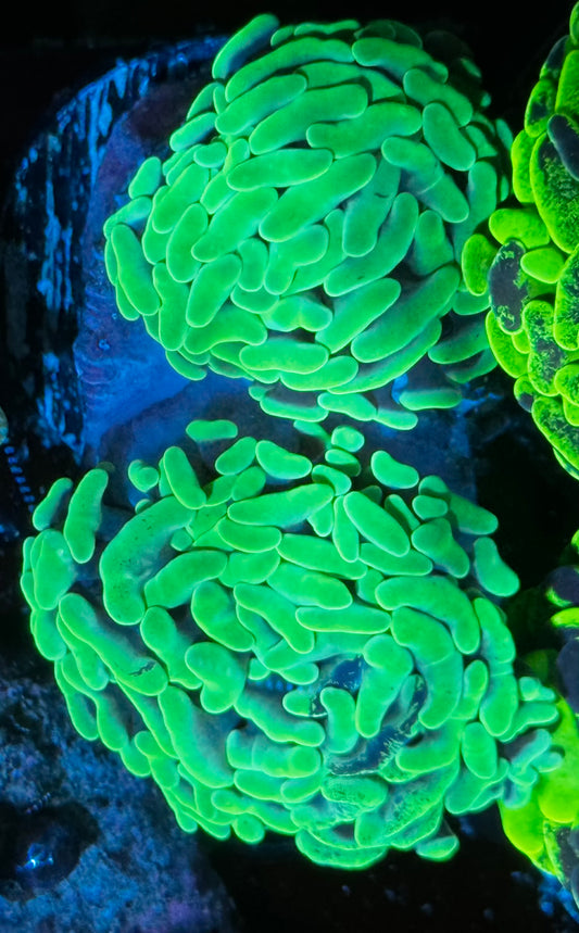 Mint Hammer - double