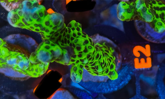 Slimeball Anacropora