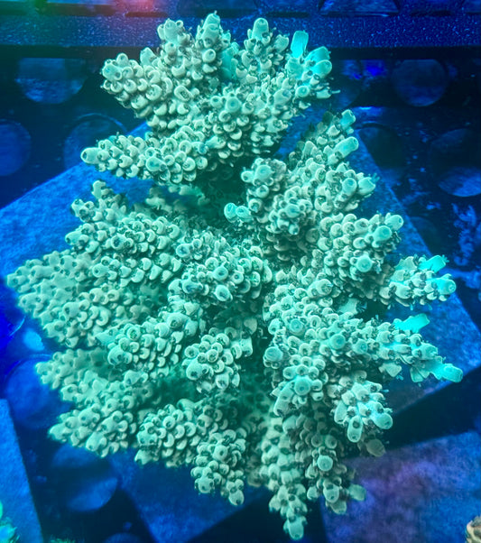 DBC Guaca Mole Colony