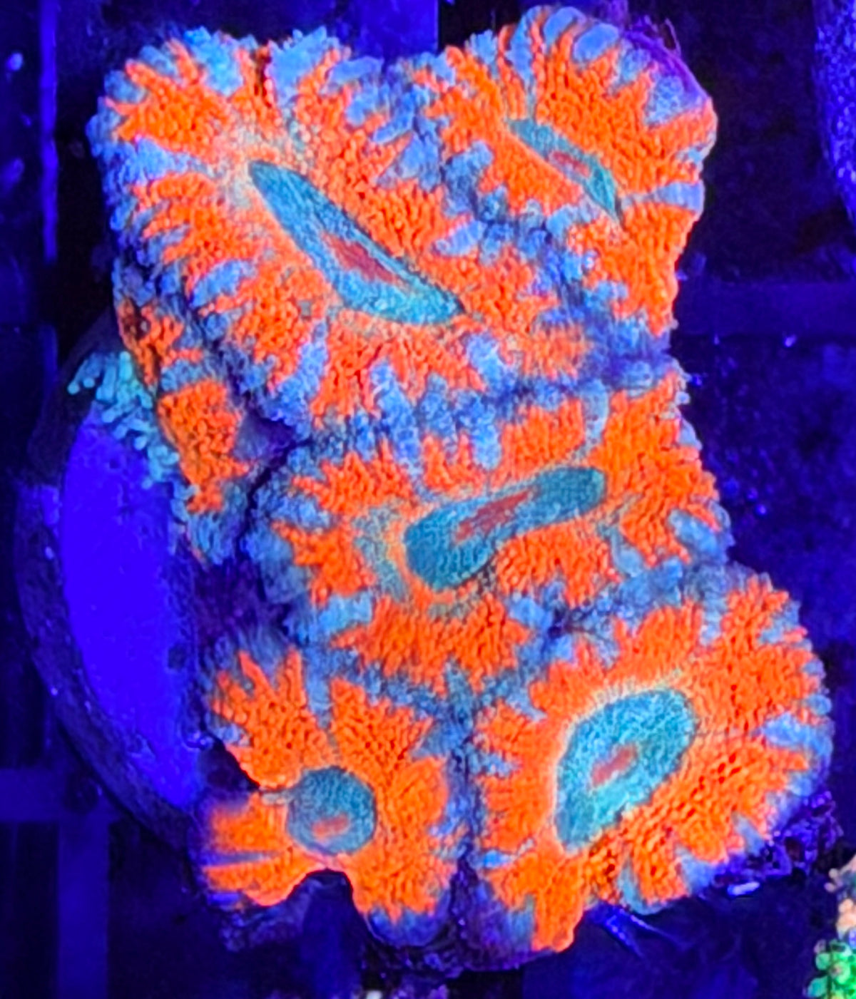 DBC blue lace micromussa