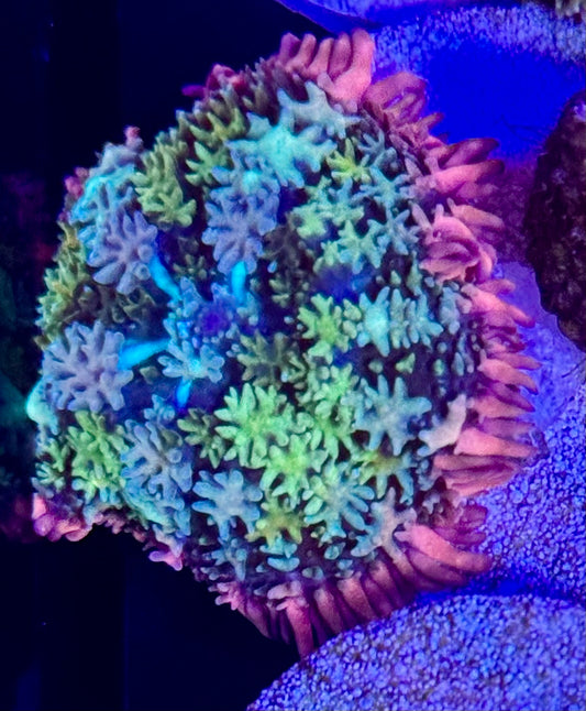 Frankenstein mushroom