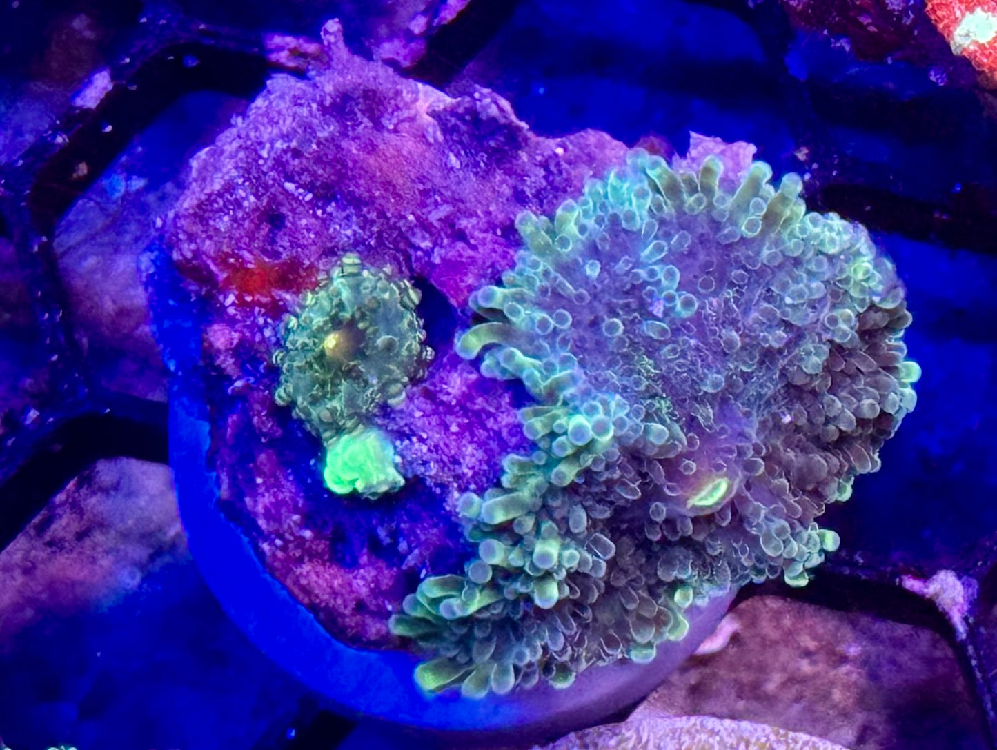 Monster’s Inc Yuma w/ baby