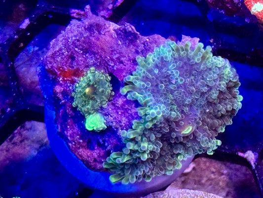 Monster’s Inc Yuma w/ baby