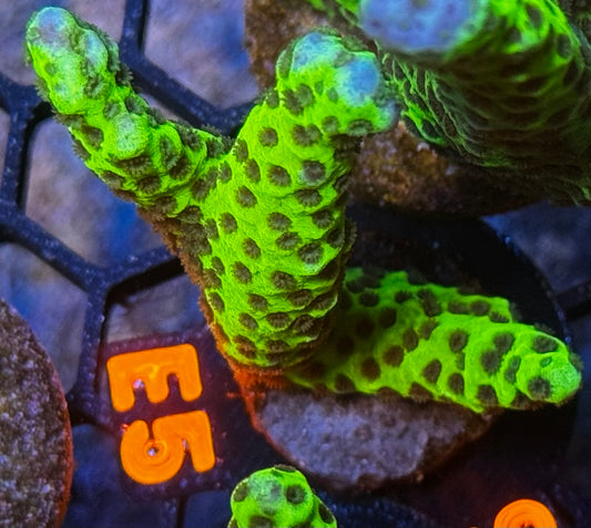 Slimeball Anacropora