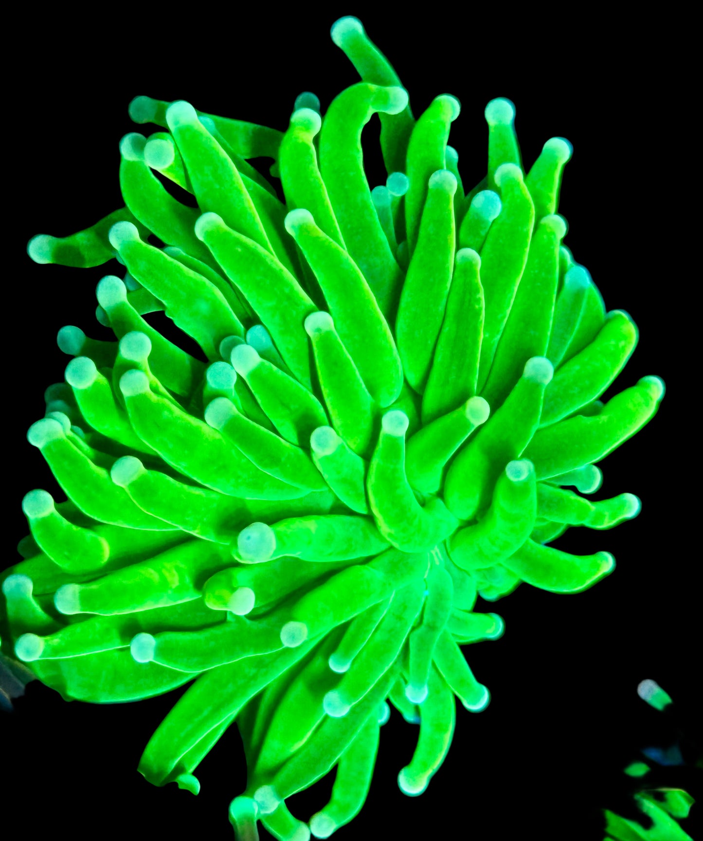 White tip Holy Grail torch