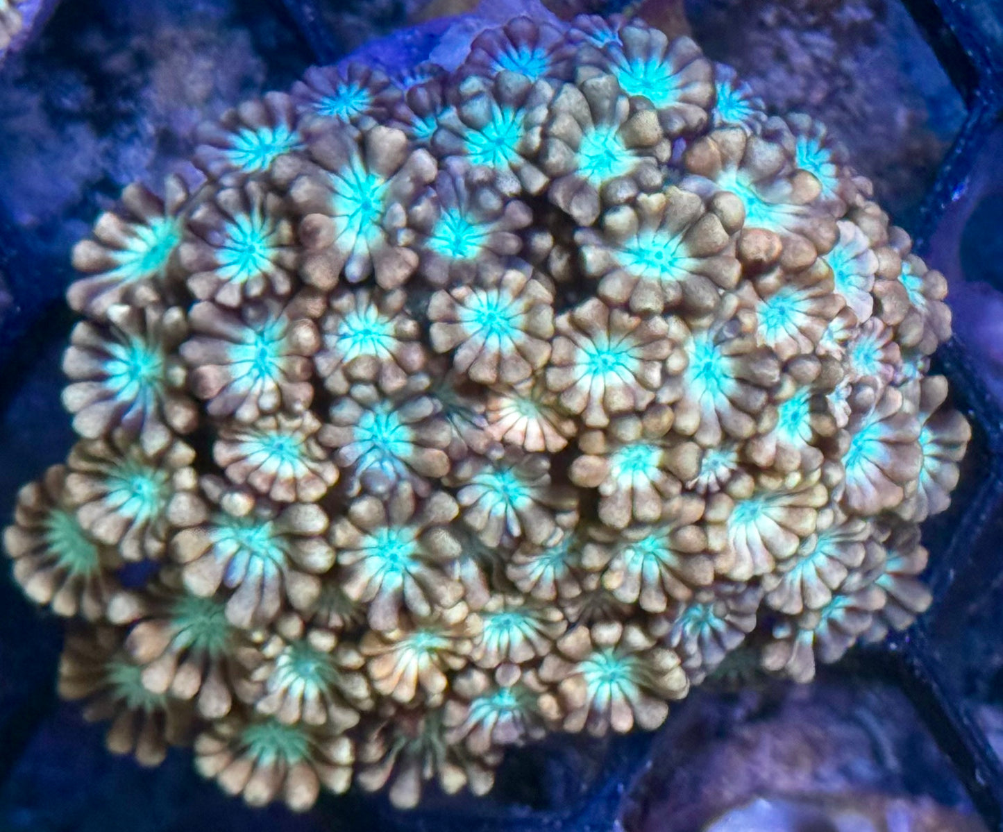 Daisy Fields Alveopora