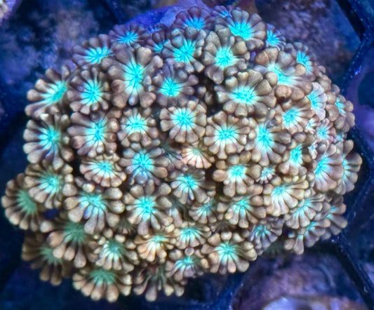 Daisy Fields Alveopora