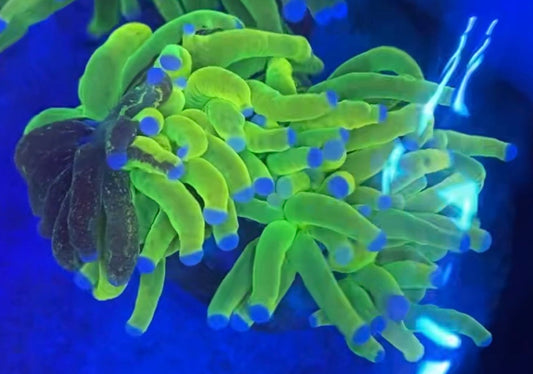 Glitter Graft Holy Grail Torch - 2 heads