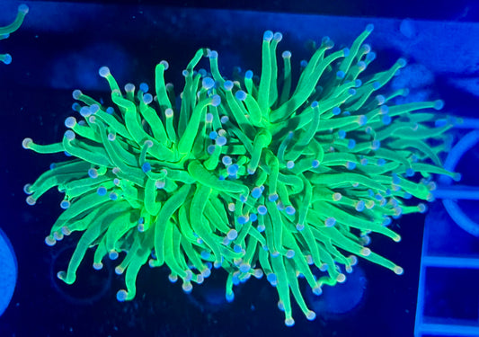 Cotton Candy torch - splitting into multiple heads