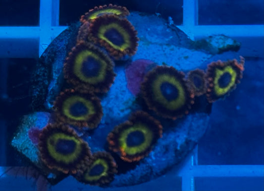 Fruit Loops Zoas