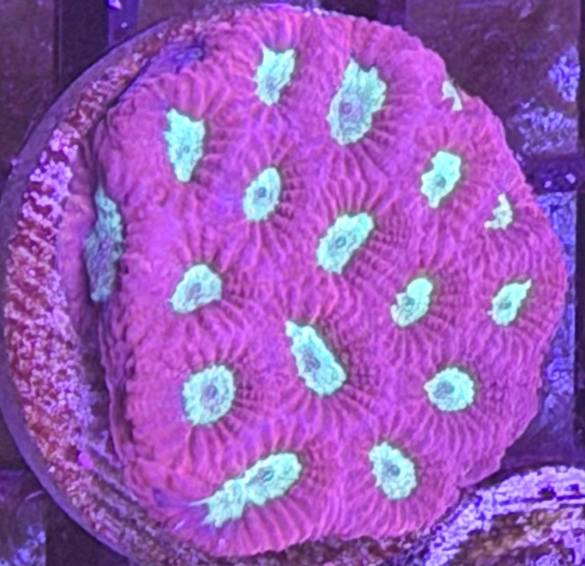 Micromusa