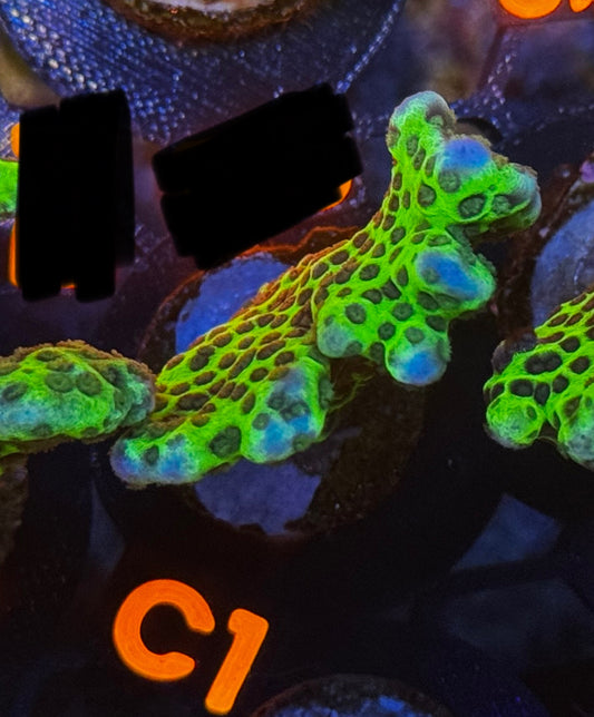 Slimeball Anacropora