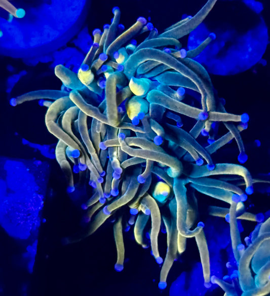 Rapunzel HG - splitting 2 heads